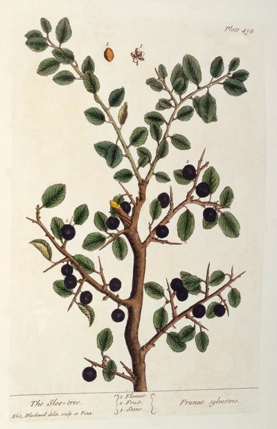 Il prugnolo, tavola 494 da 