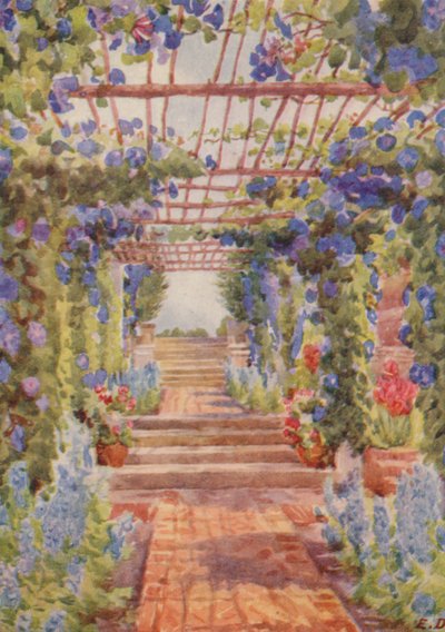 Pergola ricoperta di Ipomoea Learii de Grendel, Tygerberg (litografia a colori) da Elizabeth Drake