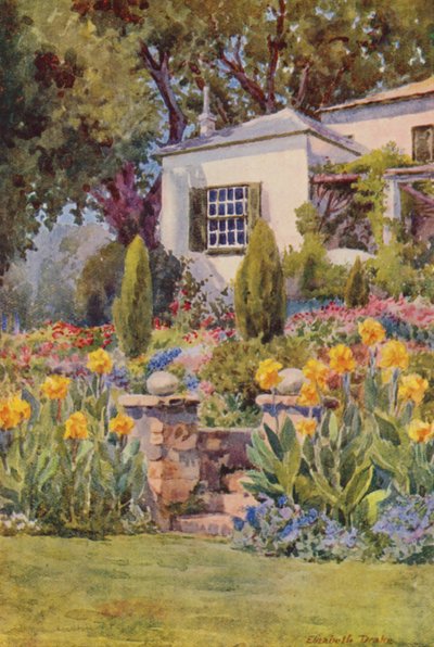 Cannas gialli presso la scalinata di Bishopscourt, vicino a Città del Capo (litografia a colori) da Elizabeth Drake