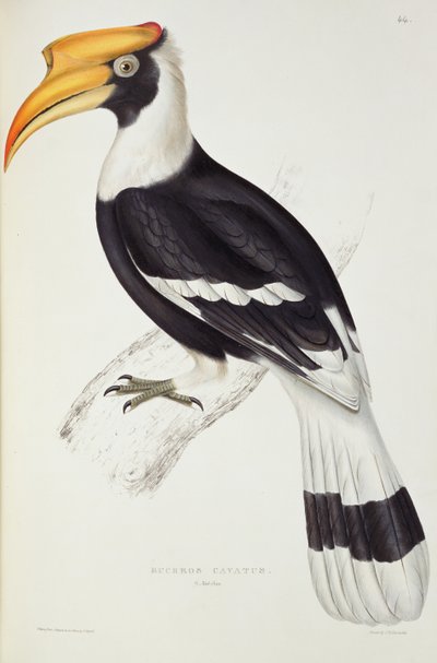 Buceros Cavatus, da 