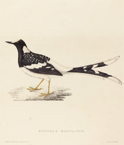 Enicurus Maculatus (Coda a forchetta maculata) da Elizabeth Gould