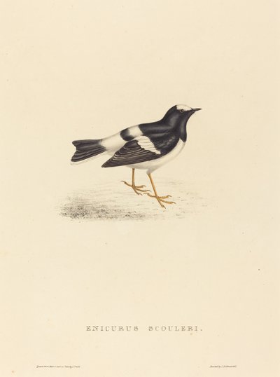 Enicurus Scouleri (Piccola coda biforcuta) da Elizabeth Gould