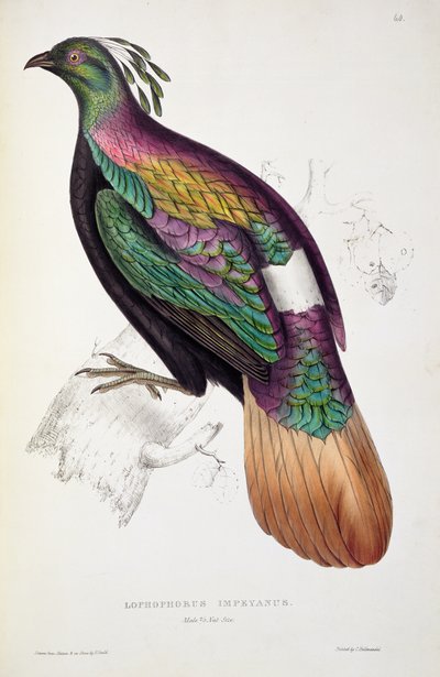 Fagiano Monal dell