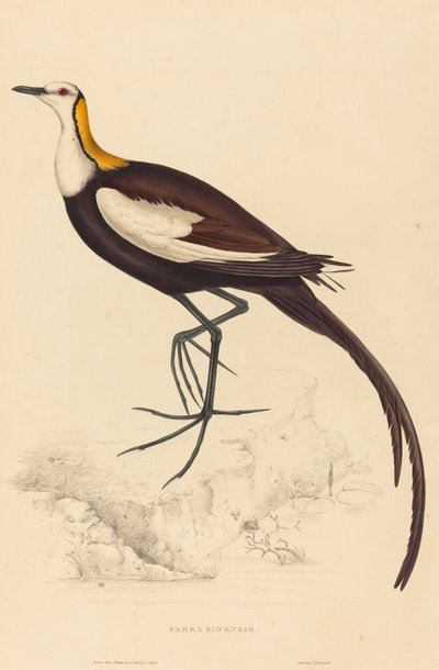 Parra Sinensis (Jacana codalunga) da Elizabeth Gould