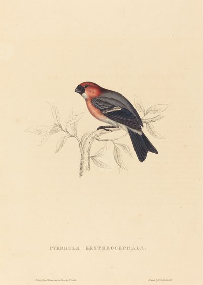 Pyrrhula erythrocephala (ciuffolotto testarosso) da Elizabeth Gould