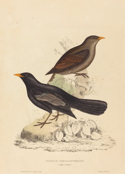 Tordo Poecilopterus (Tordo Azteco) da Elizabeth Gould