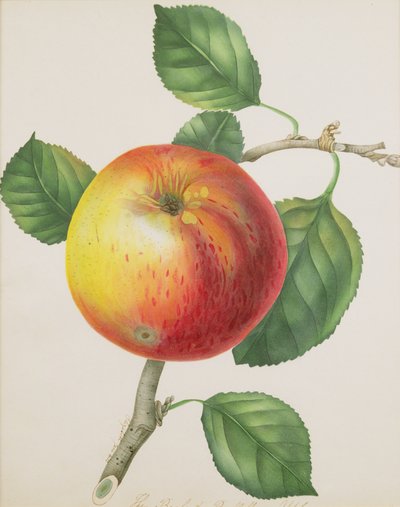 Una mela, c.1835 da Elizabeth Jane Hill