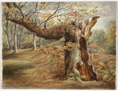 Albero marcio da Elizabeth Murray
