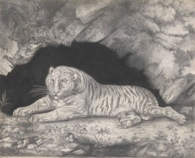Una Tigre Distesa all