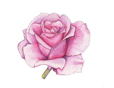 Rosa rosa, 2012 (acquerello) da Elizabeth Rider