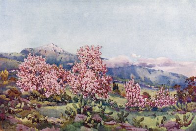 Fioritura di mandorli, Valle di Orotava da Ella Du Cane