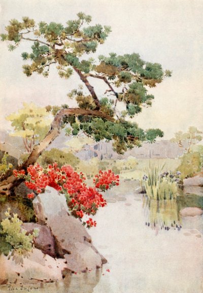 Azalea e Pino da Ella Du Cane