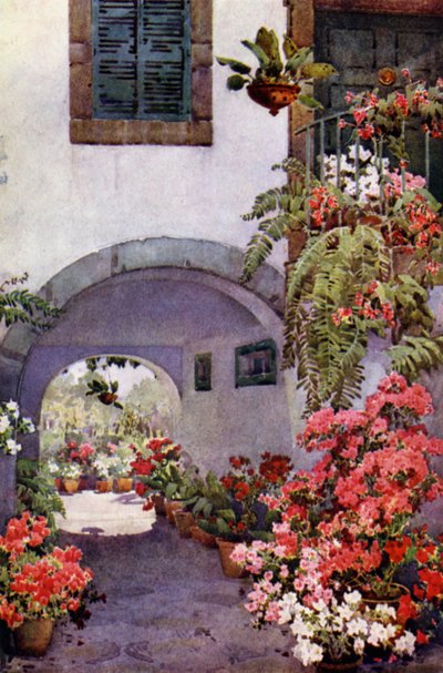 Azalee in un giardino portoghese da Ella Du Cane