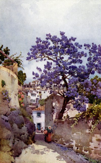 Albero di Jacaranda da Ella Du Cane