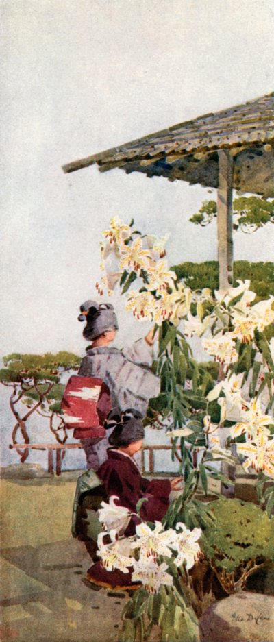 Lilium Auratum da Ella Du Cane