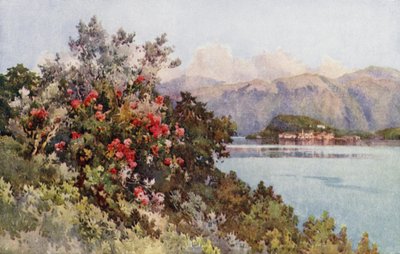 Rose, Villa Carlotta, Lago di Como da Ella Du Cane