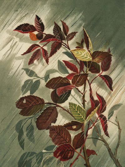 Foglie d