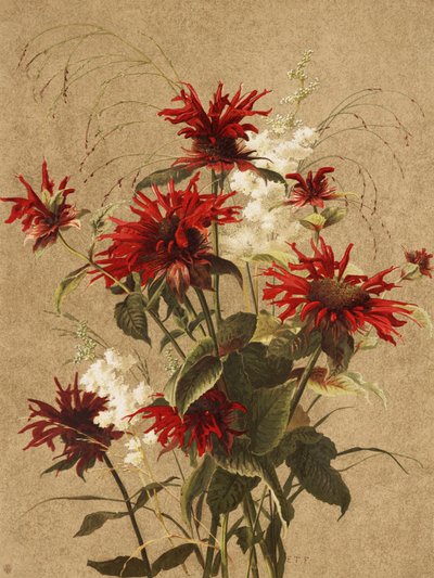 Balsamo e spiraea di Ellen Thayer Fisher da Ellen Thayer Fisher