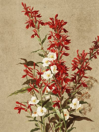 Fiori di cardinale da Ellen Thayer Fisher