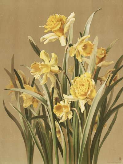 Narcisi da Ellen Thayer Fisher