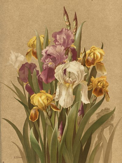 Fleur De Lis, n. 3 da Ellen Thayer Fisher