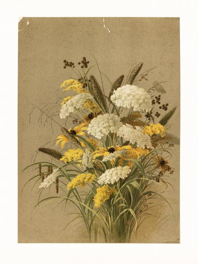 Cicuta, erba-occhi-di-bue e verga d