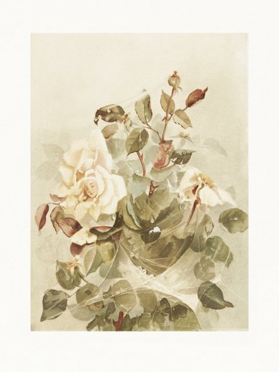 Rose rosa viste attraverso la rugiada del primo mattino da Ellen Thayer Fisher