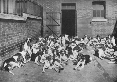 Il branco di Cottesmore, c1902, 1903 da Elliott and Fry