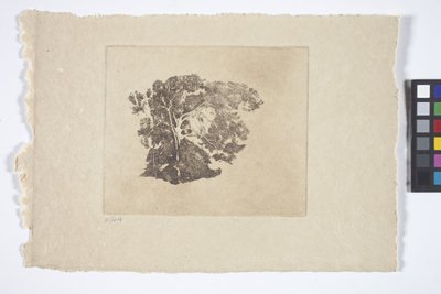 Studio di un albero da Emil Carlsen