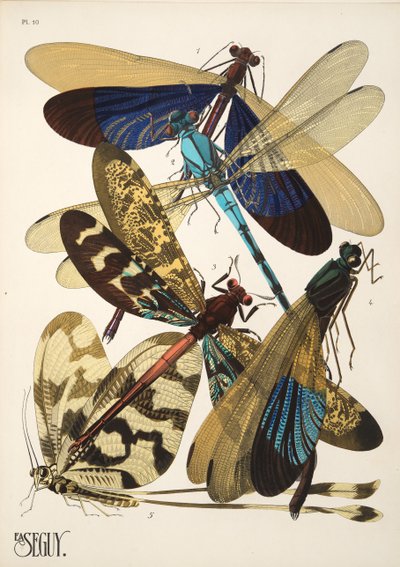 Tavola 10 da Insectes da Émile Allain Séguy
