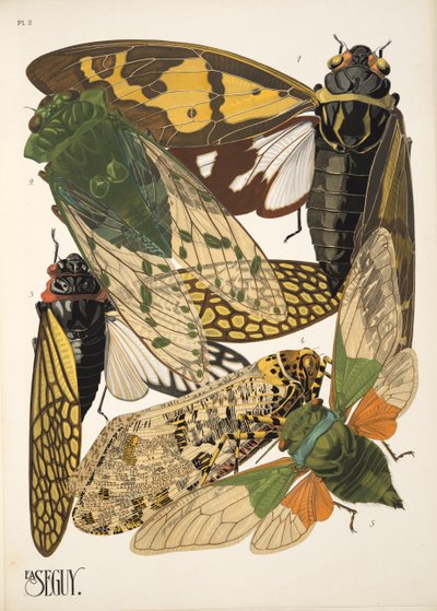 Tavola 2 da Insectes da Émile Allain Séguy