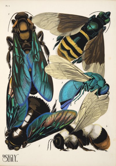 Piastra 5 da Insectes, pub. anni 