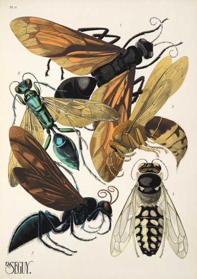 Piastra 6 da Insectes, pub. anni 