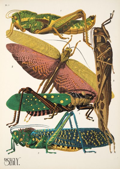 Piastra 7 da Insectes, pub. anni 