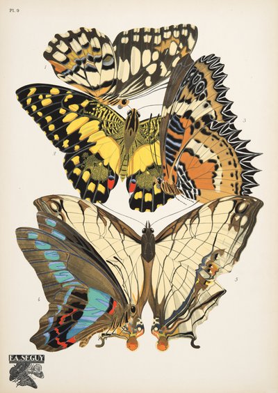 Plate 9, da Papillons, pub. 1925 da Émile Allain Séguy
