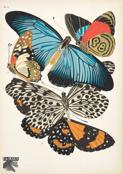Tavola 11 da Papillons, pub. 1925 da Émile Allain Séguy
