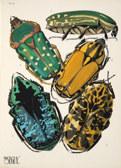 Plate 12 da Insectes, pub. anni 1930 da Émile Allain Séguy