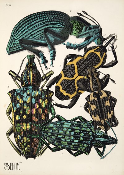 Tavola 14 da Insectes, pub. anni 