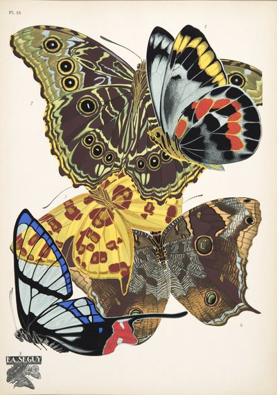 Plate 15 da Papillons, pub. 1925 da Émile Allain Séguy