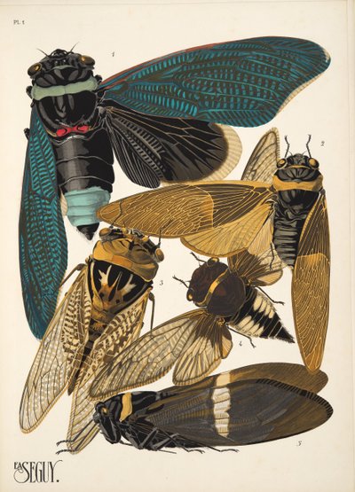 Tavola 1 da Insectes, pub. anni 