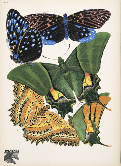 Plate 6 da Papillons, pub. 1925 da Émile Allain Séguy
