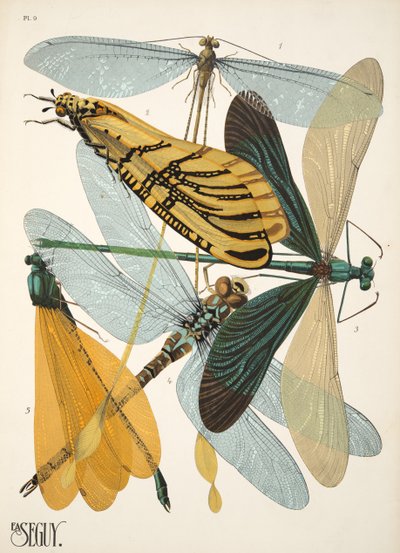 Plate 9 da Insectes, pub. anni 1930 da Émile Allain Séguy