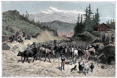 Alpi: il jodel o partenza delle mandrie (mucche, capre) verso i pascoli. Illustrazione di Emile Bayard per il libro 