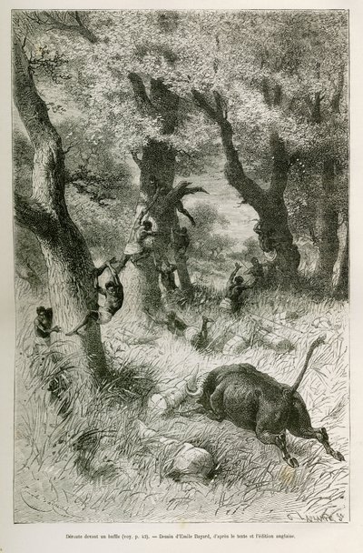 Sconfitta della spedizione davanti alla carica di un bufalo, disegno di Emile Bayard, per illustrare la storia: Attraverso l