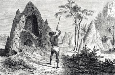 Nidi delle termiti bianche (incisione) da Emile Antoine Bayard