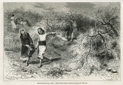 La raccolta del mastice, una resina bianca di lentisco, durante la stagione estiva, è la base della produzione di un brandy all