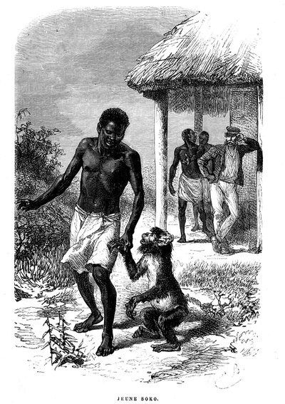 Giovane scimmia Soko in Africa. Incisione di Emile Bayard (1837-1891) che illustra le ultime storie dell