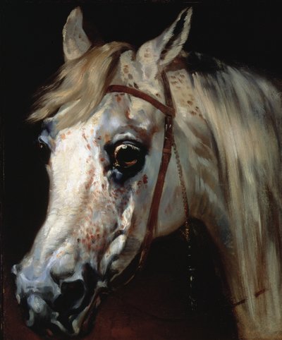 Testa di un cavallo arabo, c.1840-50 da Emile Jean Horace Vernet