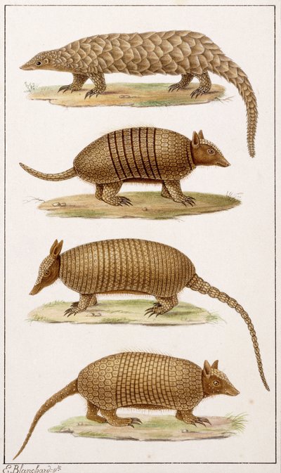 Un formichiere gigante e tre tipi di armadillo da Emile Theophile Blanchard