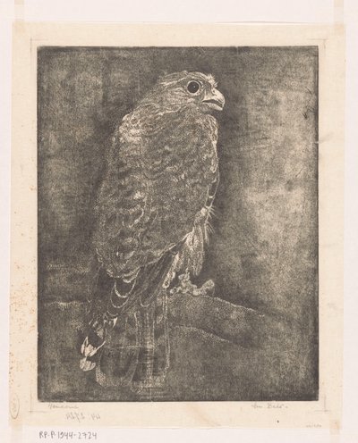 Falco su un ramo da Emilius Wilhelmus Dehé (signed by artist)